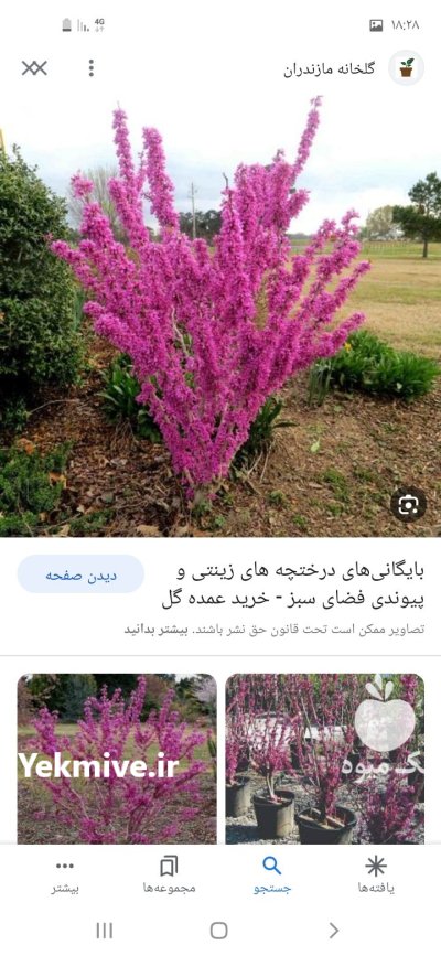 فروش نهال درخت در اصفهان در گروه خرید و فروش نهال درخت در یکمیوه -عکس1