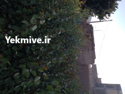 فروش نهال درخت در اصفهان در گروه خرید و فروش نهال درخت در یکمیوه -عکس2