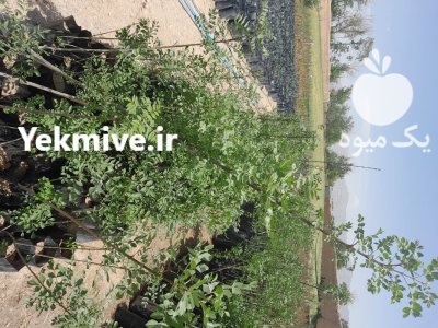 فروش نهال درخت در اصفهان در گروه خرید و فروش نهال درخت در یکمیوه -عکس3