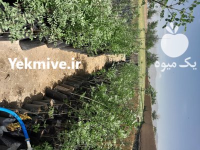 فروش نهال درخت در اصفهان در گروه خرید و فروش نهال درخت در یکمیوه -عکس4
