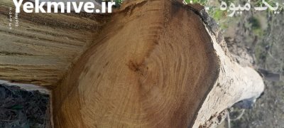 فروش تته درخت توت در بجنورد در گروه خرید و فروش چوب درخت در یکمیوه -عکس1