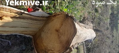 فروش تته درخت توت در بجنورد در گروه خرید و فروش چوب درخت در یکمیوه -عکس2