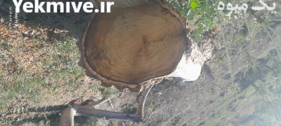 فروش تته درخت توت در بجنورد در گروه خرید و فروش چوب درخت در یکمیوه -عکس4