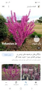 فروش نهال درخت در اصفهان در گروه خرید و فروش نهال درخت در یکمیوه