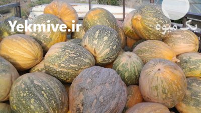 فروش کدو در کهنوج در گروه خرید و فروش کدو تنبل در یکمیوه -عکس1
