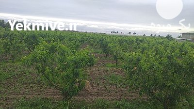 فروش میوه هلو 60 روزه و 70 روزه سرخ در گرگان در گروه خرید و فروش هلو در یکمیوه -عکس1