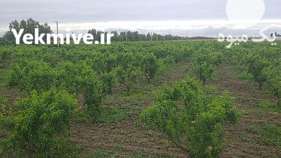 فروش میوه هلو 60 روزه و 70 روزه سرخ در گرگان در گروه خرید و فروش هلو در یکمیوه -عکس2