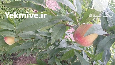 فروش میوه هلو 60 روزه و 70 روزه سرخ در گرگان در گروه خرید و فروش هلو در یکمیوه -عکس3