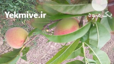 فروش میوه هلو 60 روزه و 70 روزه سرخ در گرگان در گروه خرید و فروش هلو در یکمیوه -عکس4