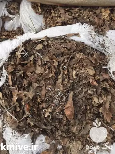 قیمت خرید برگ بلوط جنگلی در رشت در گروه خرید و فروش گلدان در یکمیوه -عکس1