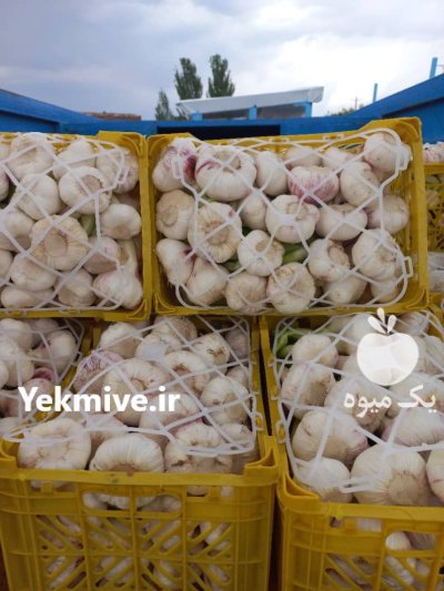 سیر تازه صادراتی در آذربایجان شرقی در گروه خرید و فروش سیر در یکمیوه -عکس1