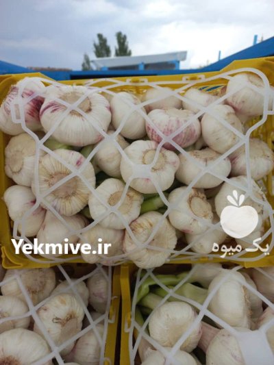 سیر تازه صادراتی در آذربایجان شرقی در گروه خرید و فروش سیر در یکمیوه -عکس2