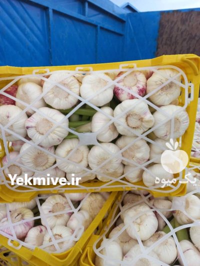 سیر تازه صادراتی در آذربایجان شرقی در گروه خرید و فروش سیر در یکمیوه -عکس3