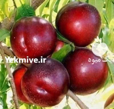 فروش انواع نهال در گروه خرید و فروش نهال در یکمیوه -عکس1