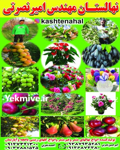 فروش انواع نهال در گروه خرید و فروش نهال در یکمیوه -عکس2