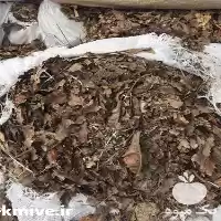 قیمت خرید برگ بلوط جنگلی در رشت در گروه خرید و فروش گلدان در یکمیوه