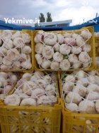 سیر تازه صادراتی در آذربایجان شرقی در گروه خرید و فروش سیر در یکمیوه