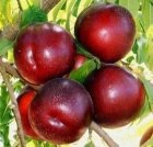 فروش انواع نهال در گروه خرید و فروش نهال در یکمیوه