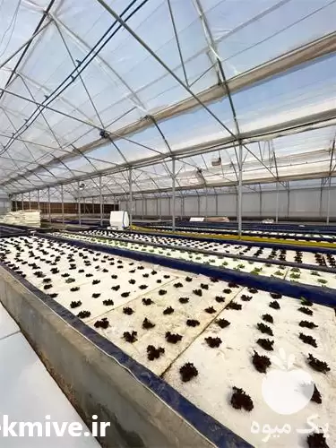 تامین و صادرات کاهو فرانسوی در اصفهان در گروه خرید و فروش کاهو در یکمیوه -عکس1