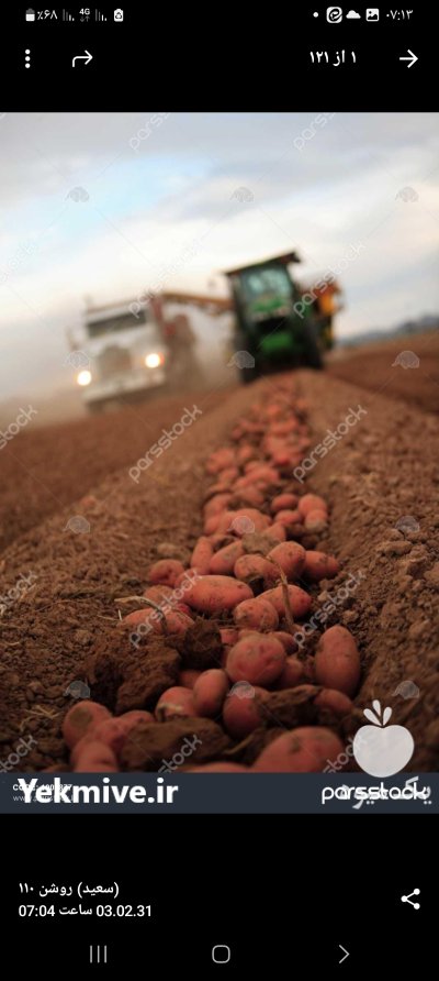 سیب زمینی فلفل دلمه ای بالیبل در گروه خرید و فروش سیب زمینی در یکمیوه -عکس1
