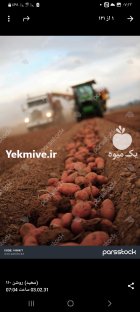 سیب زمینی فلفل دلمه ای بالیبل در گروه خرید و فروش سیب زمینی در یکمیوه