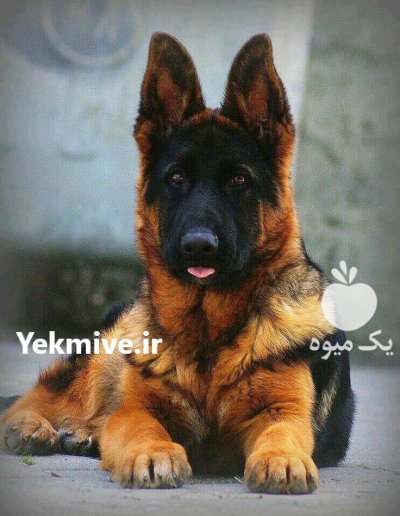 قروش کینگ ژرمن شپرد موبلند در تهران در گروه سگ و گربه در یکمیوه -عکس2