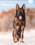 سگ ژرمن شولاین در گروه سگ و گربه در یکمیوه