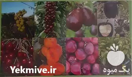 فروش نهال های مثمر و غیر در میاندوآب در گروه خرید و فروش نهالستان در یکمیوه -عکس1