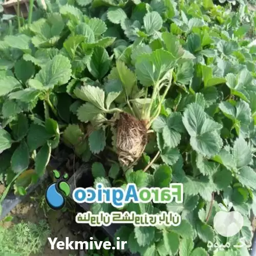 قیمت خرید نشاء توت فرنگی سابرینا در گروه خرید و فروش نشا در یکمیوه -عکس1