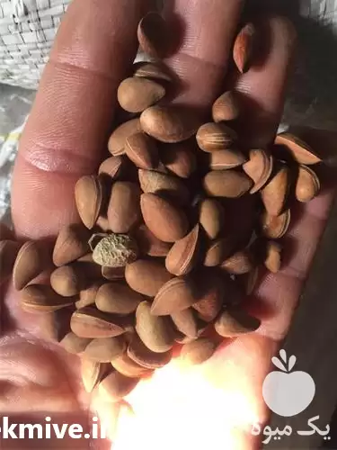 خرید و فروش الوک در شیراز در گروه خرید و فروش بادام در یکمیوه -عکس1