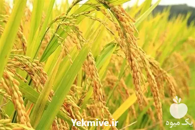قیمت خرید برنج گیلان از تولید در رشت در گروه خرید و فروش برنج در یکمیوه -عکس1