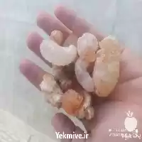 زدو و صمغ در شیراز در گروه خرید و فروش گیاهان دارویی در یکمیوه