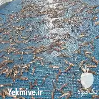 دستگاه های فرآوری ماهی میگو در دولت آباد در گروه خرید و فروش خط تولید در یکمیوه