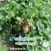 قیمت خرید نشاء توت فرنگی سابرینا در گروه خرید و فروش نشا در یکمیوه
