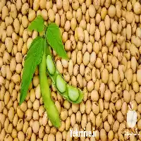 قیمت خرید ویژه سویا درجه یک در گروه خرید و فروش سویا در یکمیوه