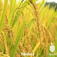 قیمت خرید برنج گیلان از تولید در رشت در گروه خرید و فروش برنج در یکمیوه