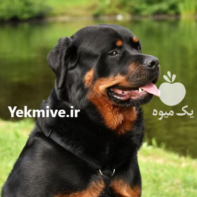 سگ روتوایلر فوق العاده با ویژگی در تجریش در گروه سگ و گربه در یکمیوه -عکس1