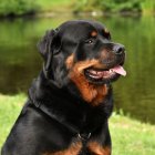 سگ روتوایلر فوق العاده با ویژگی در تجریش در گروه سگ و گربه در یکمیوه