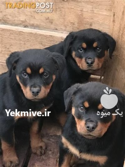 فروش توله روتوایلر فروش سگ روتوایلر در تهران در گروه سگ و گربه در یکمیوه -عکس1