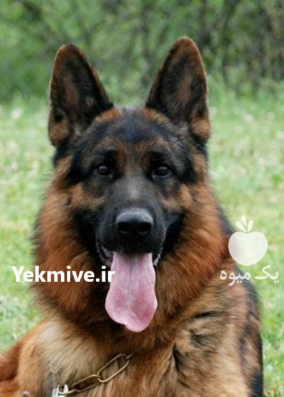 فروش سگ ژرمن شپرد نوله 61 روزه در تهران در گروه سگ و گربه در یکمیوه -عکس1