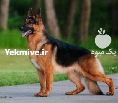 فروش سگ ژرمن شپرد نوله 61 روزه در تهران در گروه سگ و گربه در یکمیوه -عکس2