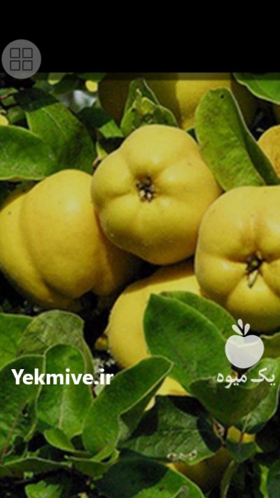 میوه به مرغوب در گیوی در گروه خرید و فروش میوه به در یکمیوه -عکس1