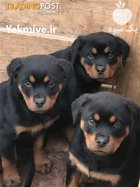 فروش توله روتوایلر فروش سگ روتوایلر در تهران در گروه سگ و گربه در یکمیوه