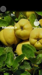 میوه به مرغوب در گیوی در گروه خرید و فروش میوه به در یکمیوه