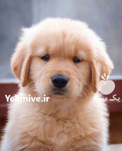 سگ گلدن رتریور سگ خانواده در چهارباغ در گروه سگ و گربه در یکمیوه -عکس2