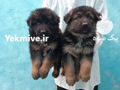 سگ ژرمن شپرد دوماهه شولاین در تهران در گروه سگ و گربه در یکمیوه -عکس1