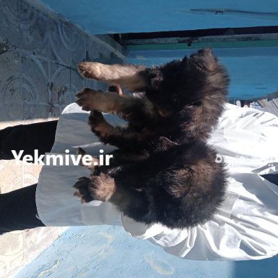 سگ ژرمن شپرد دوماهه شولاین در تهران در گروه سگ و گربه در یکمیوه -عکس2