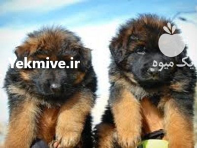 سگ ژرمن شپرد دوماهه شولاین در تهران در گروه سگ و گربه در یکمیوه -عکس3