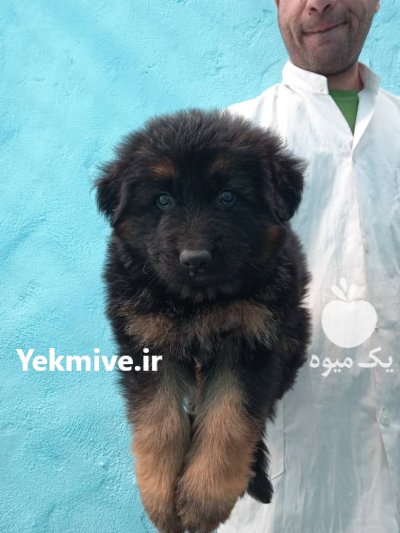 سگ ژرمن شپرد دوماهه شولاین در تهران در گروه سگ و گربه در یکمیوه -عکس4