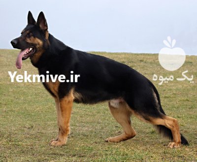 سگ ژرمن شپرد شولاین دوماهه نر در کرج در گروه سگ و گربه در یکمیوه -عکس1